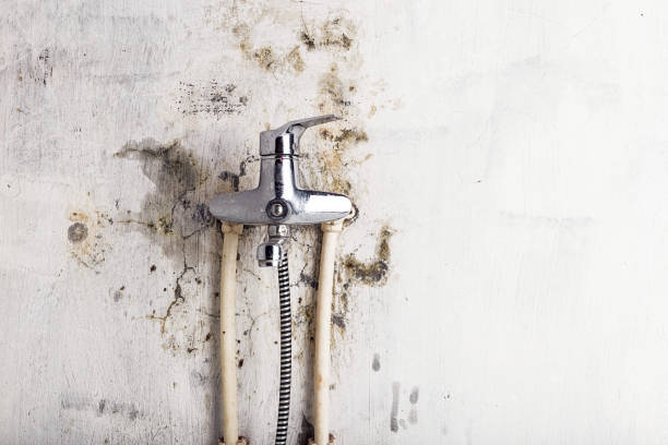 Best White Mold Remediation in Poquoson, VA